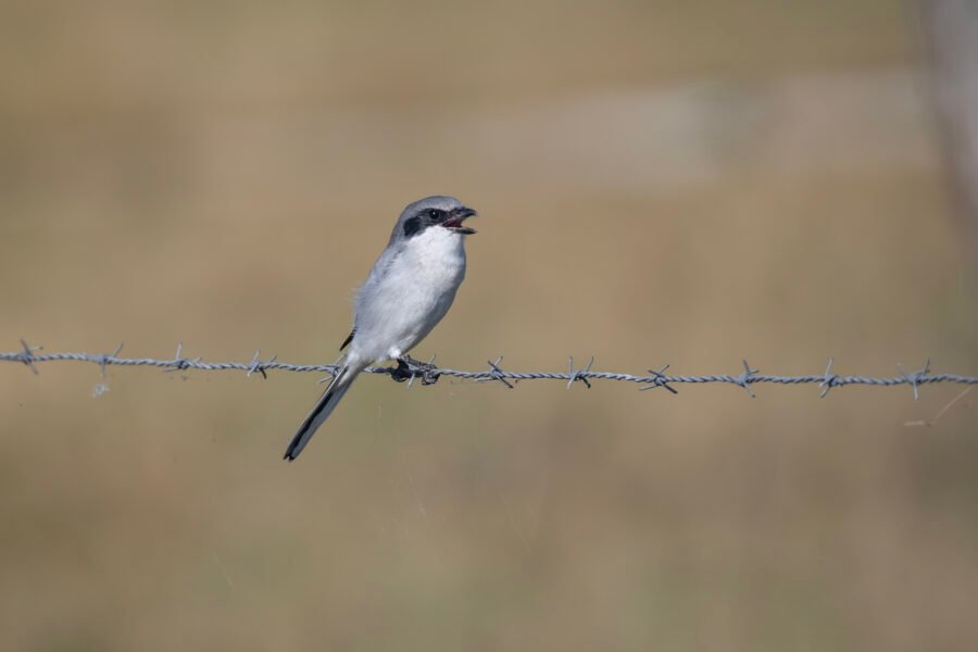 Shrike Chirping On Fence Wire