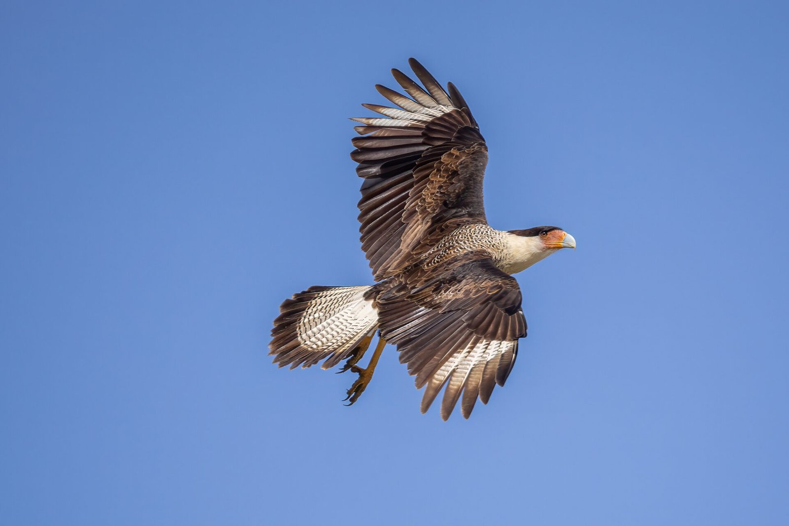 Crested Caracara Takes Off From Top Of Telephone Pole