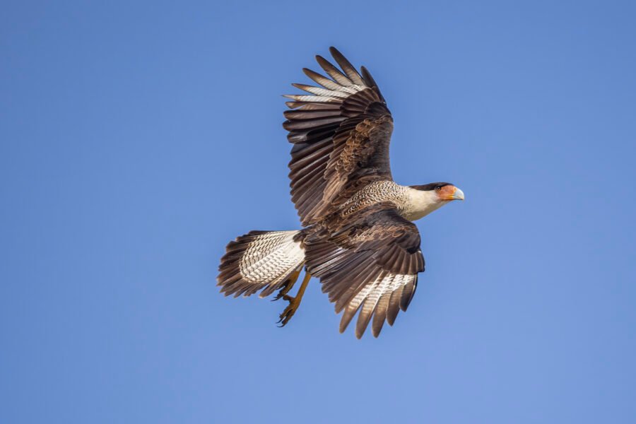 Crested Caracara Takes Off From Top Of Telephone Pole