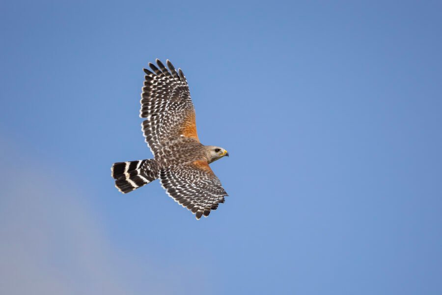 Red Shouldered Hawk Shows All Colors