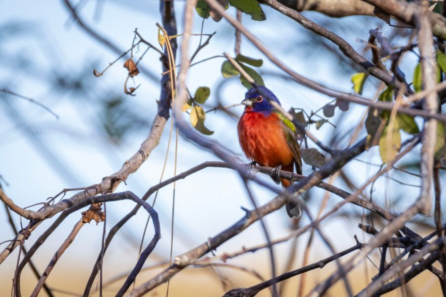 Male Painted Bunting Resting In Bushes