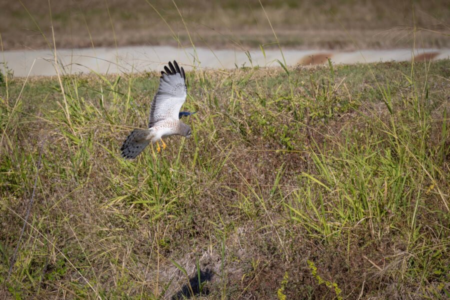 Male Northern Harrier Checks Out Burrow