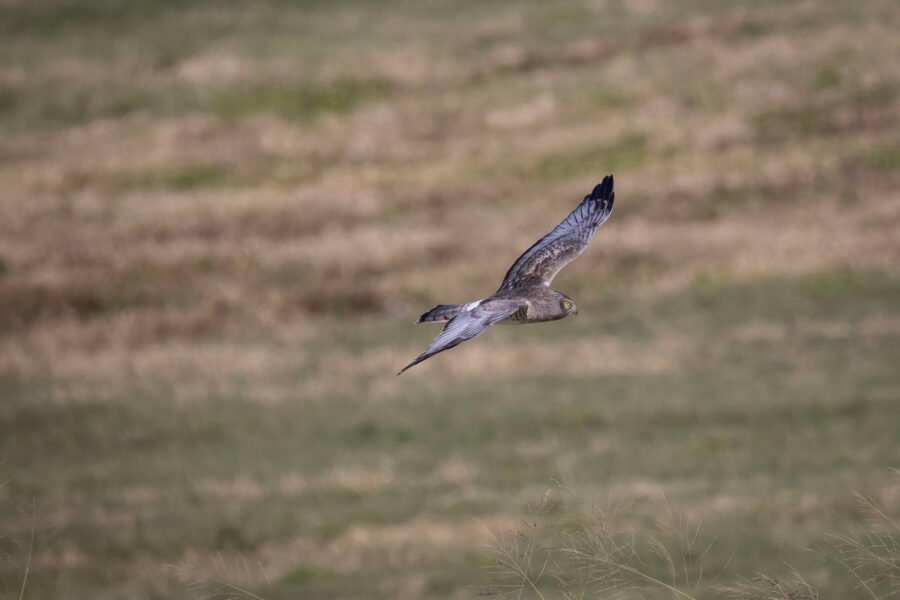 Male Northern Harrier Flies Across Grassland