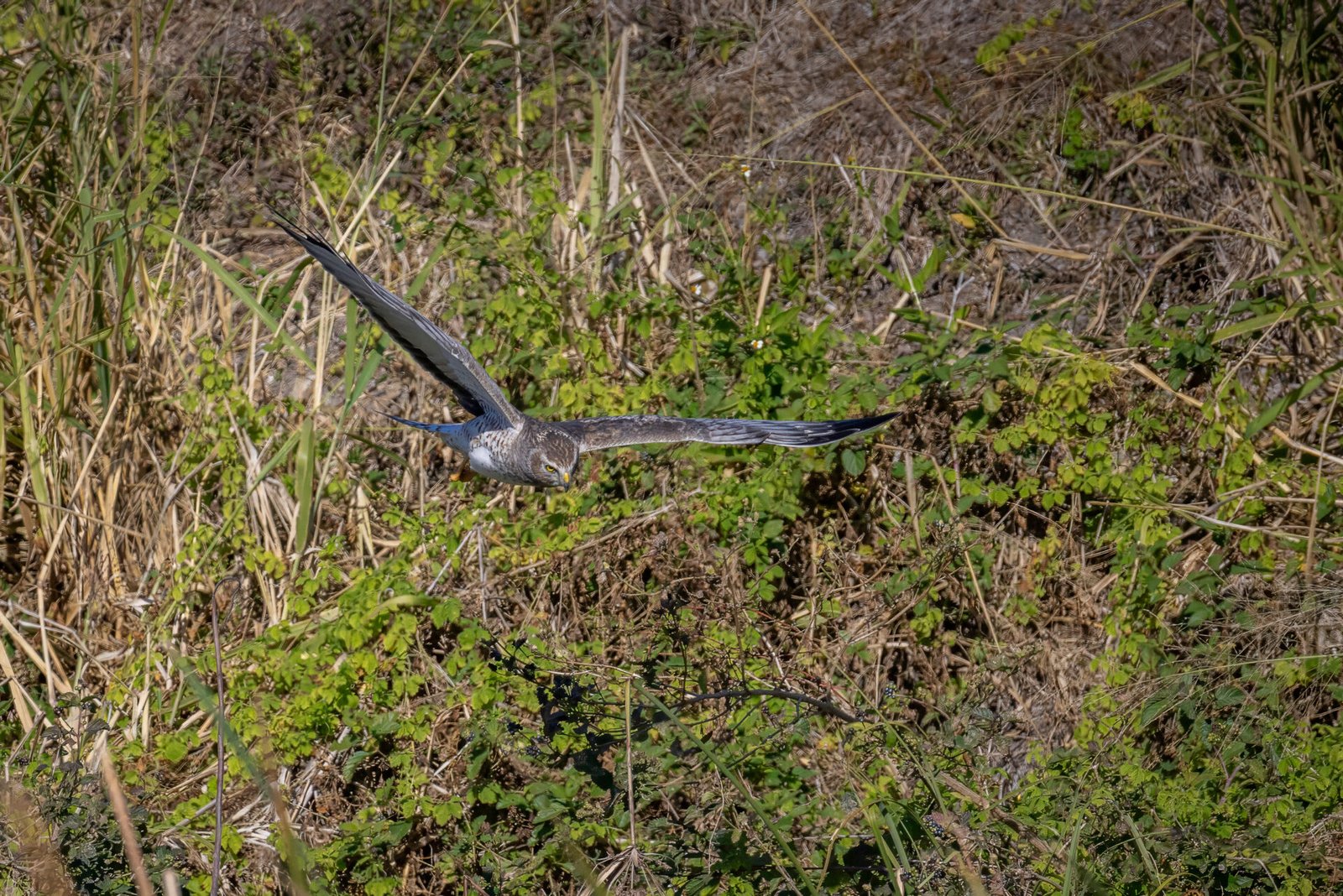 Northern Harrier Male Dives Low Looking For Prey