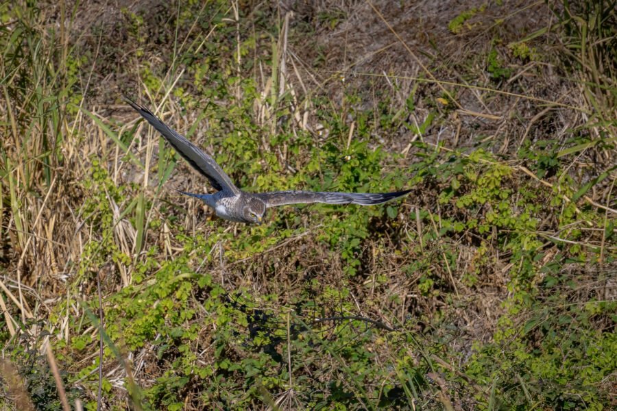 Northern Harrier Male Dives Low Looking For Prey