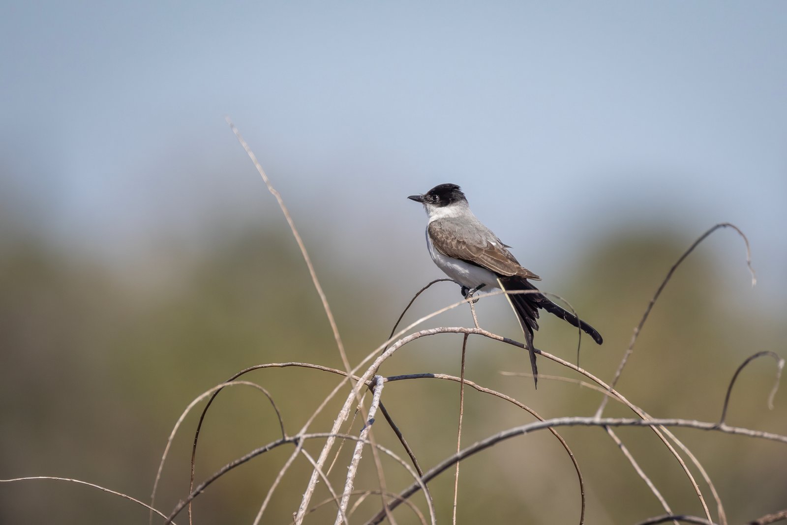 Fork Tailed Flycatcher Balances On Small Twig