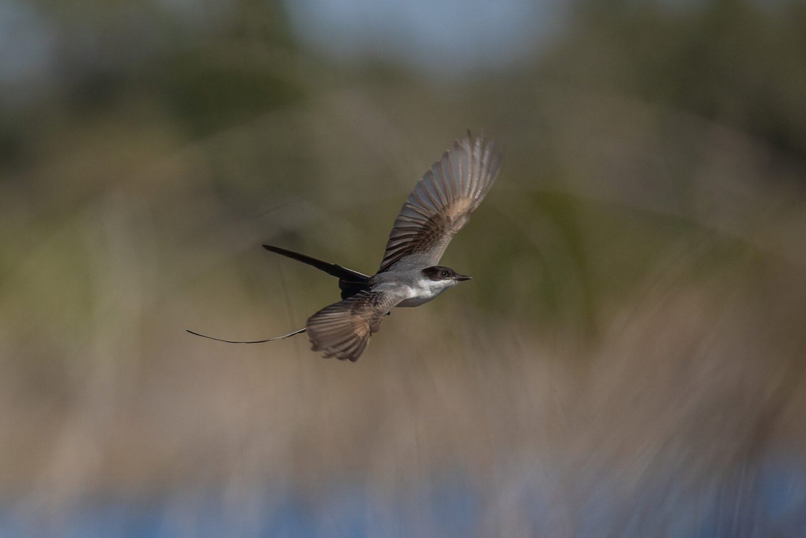 Fork Tailed Flycatcher Flies Off After Bug