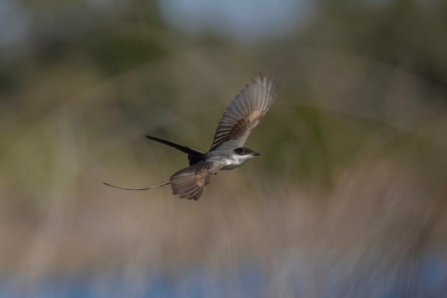 Fork Tailed Flycatcher Flies Off After Bug