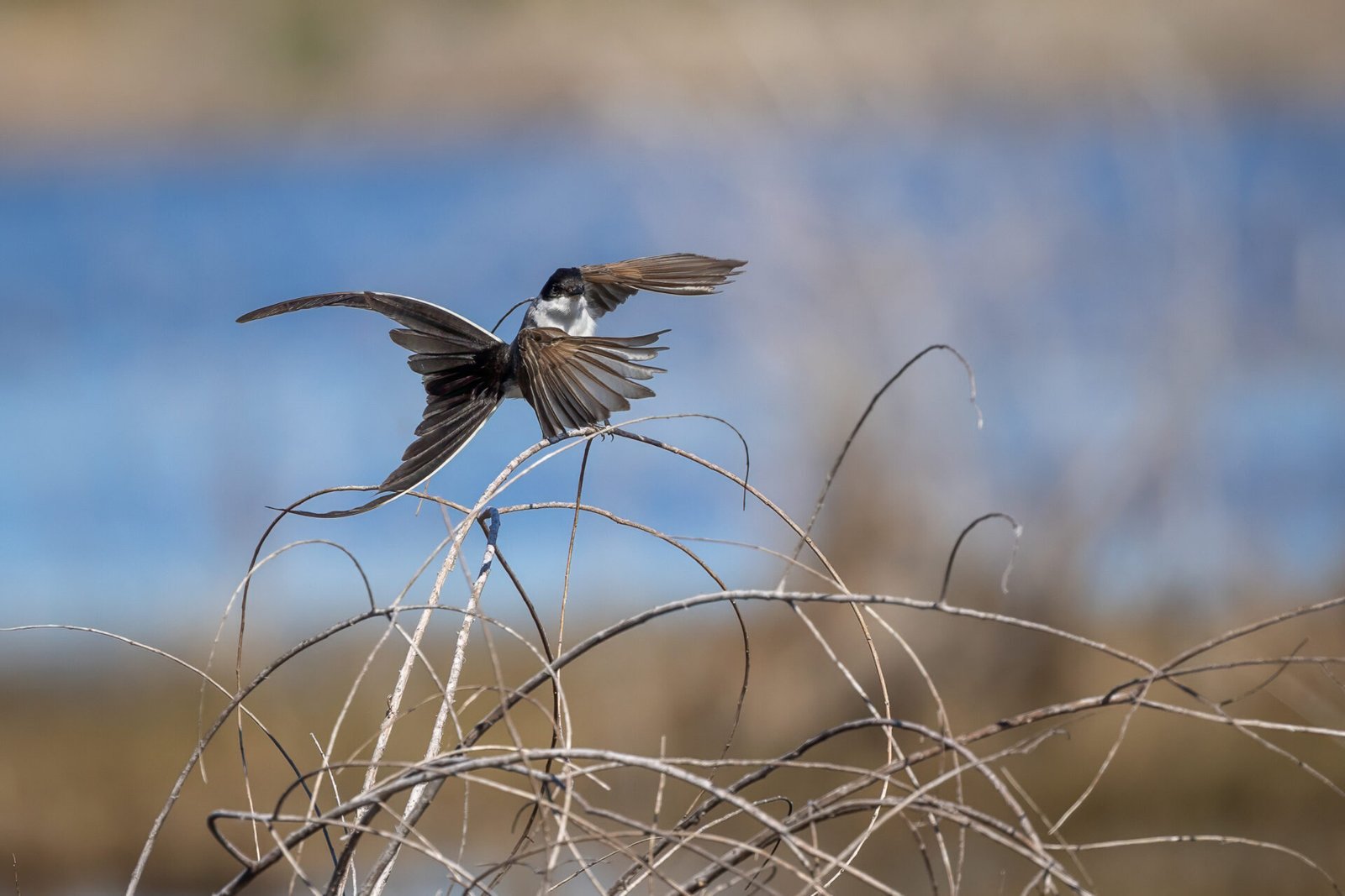 Fork Tailed Flycatcher Launches For Bug