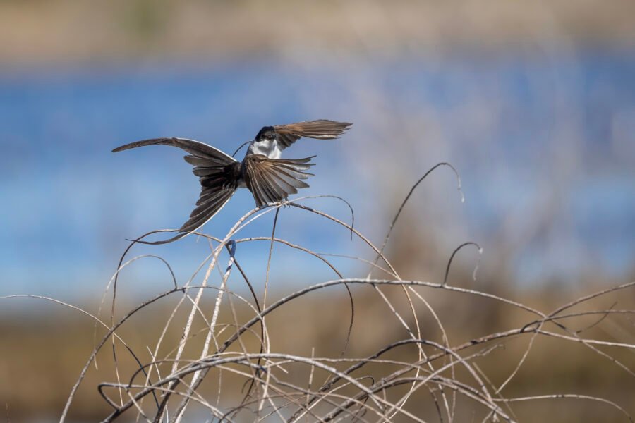 Fork Tailed Flycatcher Launches For Bug