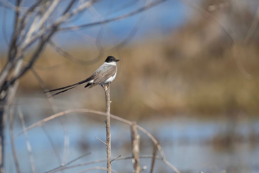Fork Tailed Flycatcher Perched On End Of Stick