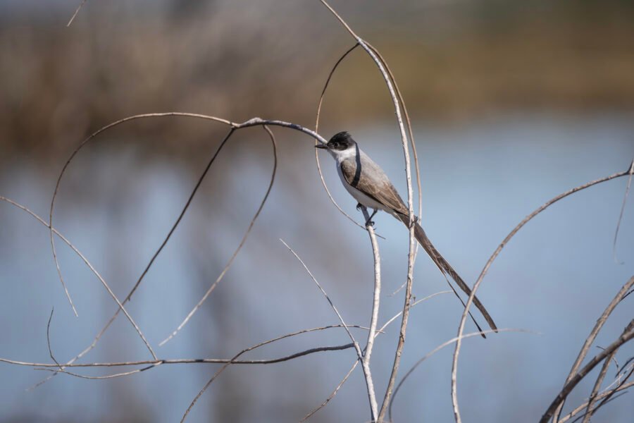 Fork Tailed Flycatcher Perched On Small Branch