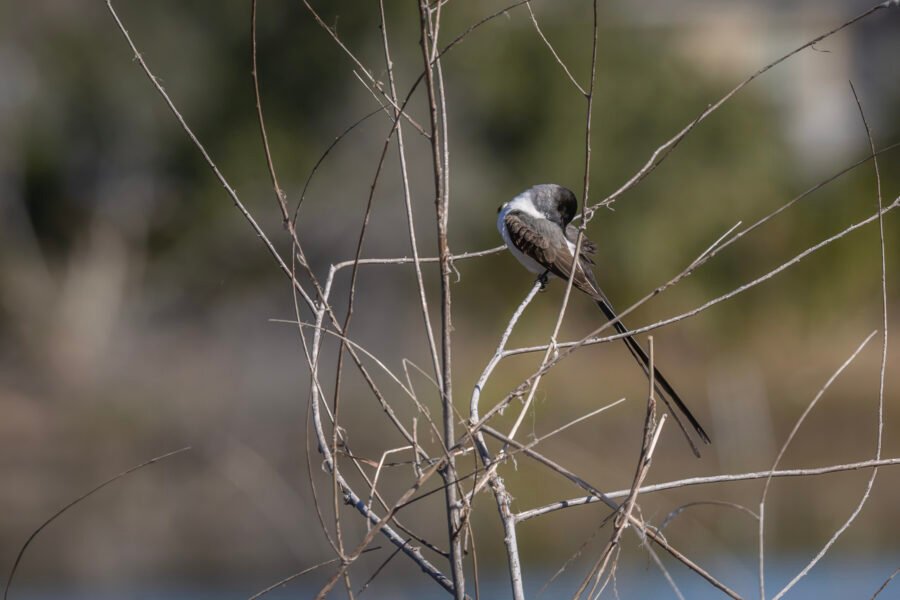 Fork Tailed Flycatcher Preening His Wings
