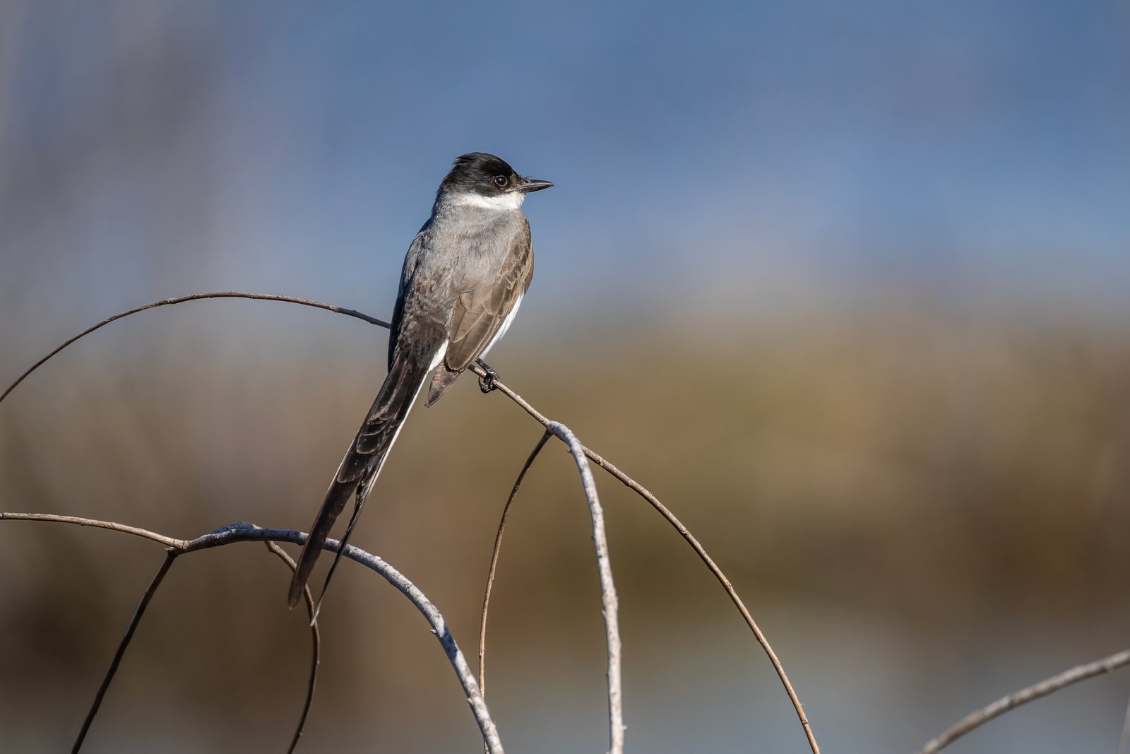 Fork Tailed Flycatcher Rests On Small Branch