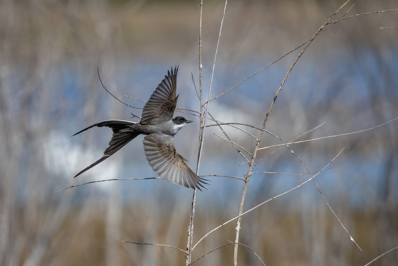 Fork Tailed Flycatcher Takes Off To Chase Bug