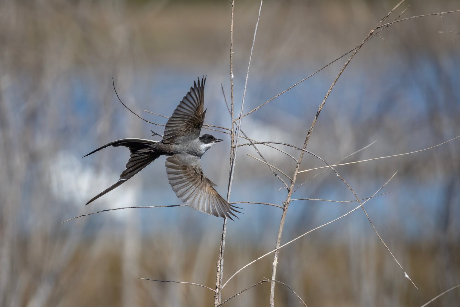 Fork Tailed Flycatcher Takes Off To Chase Bug