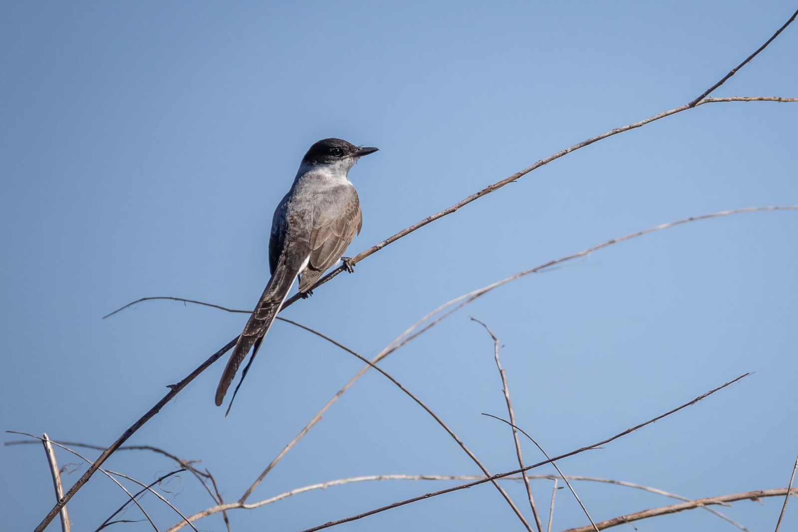 Fork Tailed Flycatcher Watches For Bugs