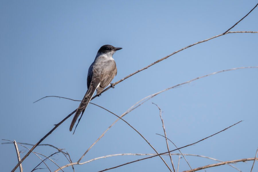 Fork Tailed Flycatcher Watches For Bugs