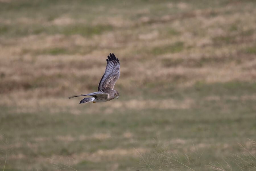 Male Northern Harrier Looks For Small Prey