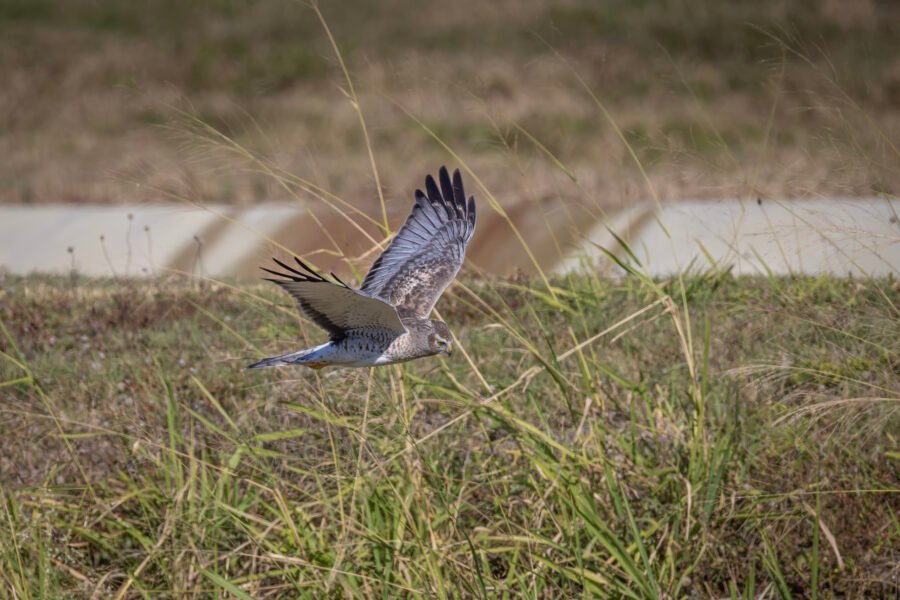 Northern Harrier Male Cruising For Meal