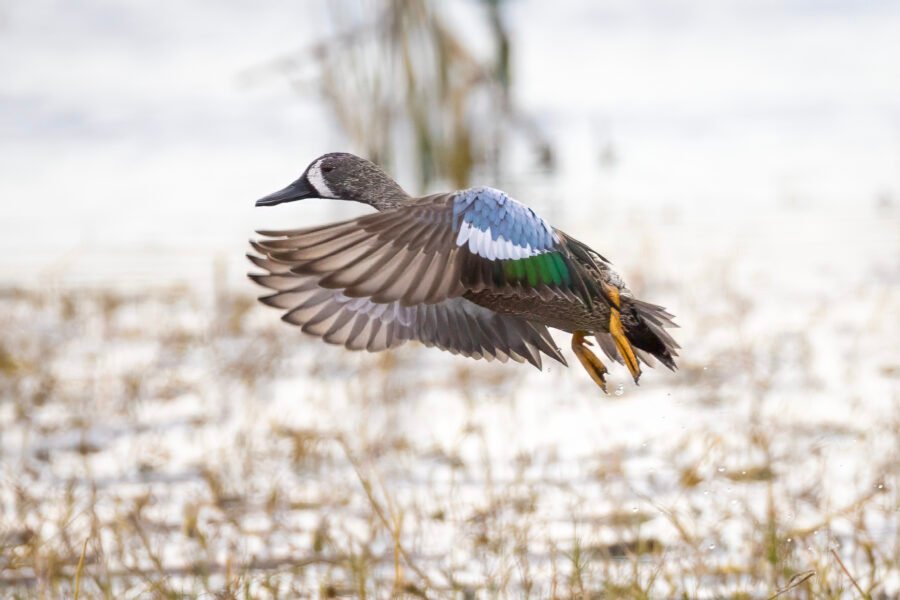 Male Blue Winged Teal Flies Off To Follow Flock