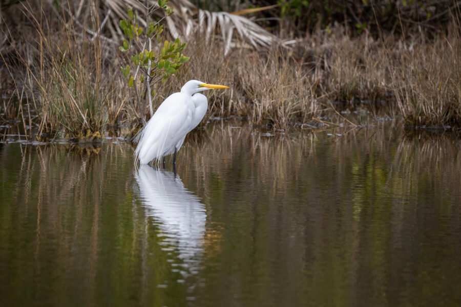 Great Egret Rests In Small Pond With Reflection