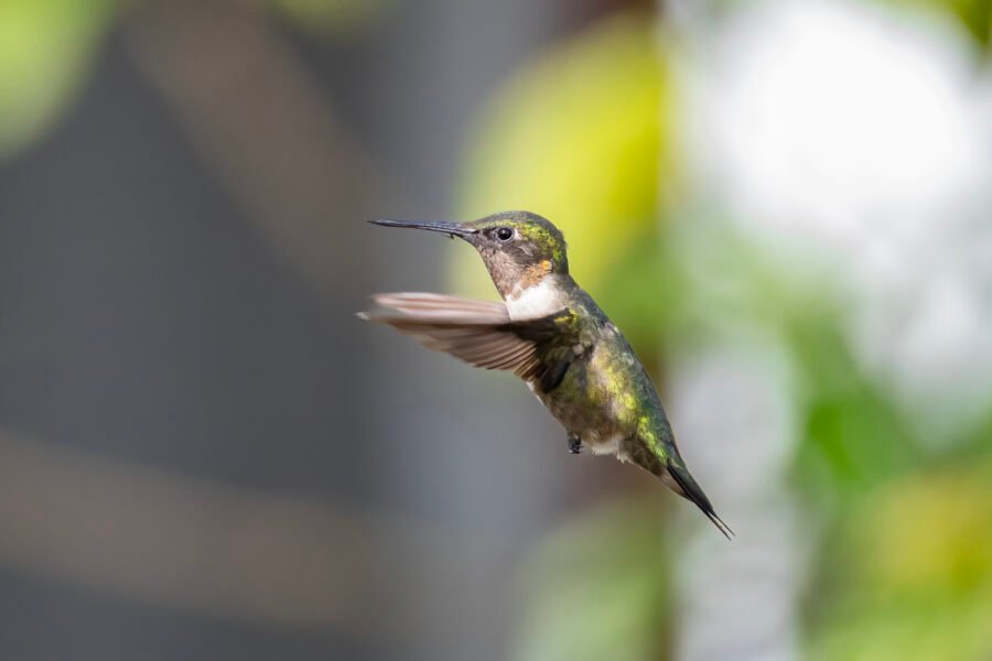 Male Ruby Throated Hummingbird Hovers Near Feeder