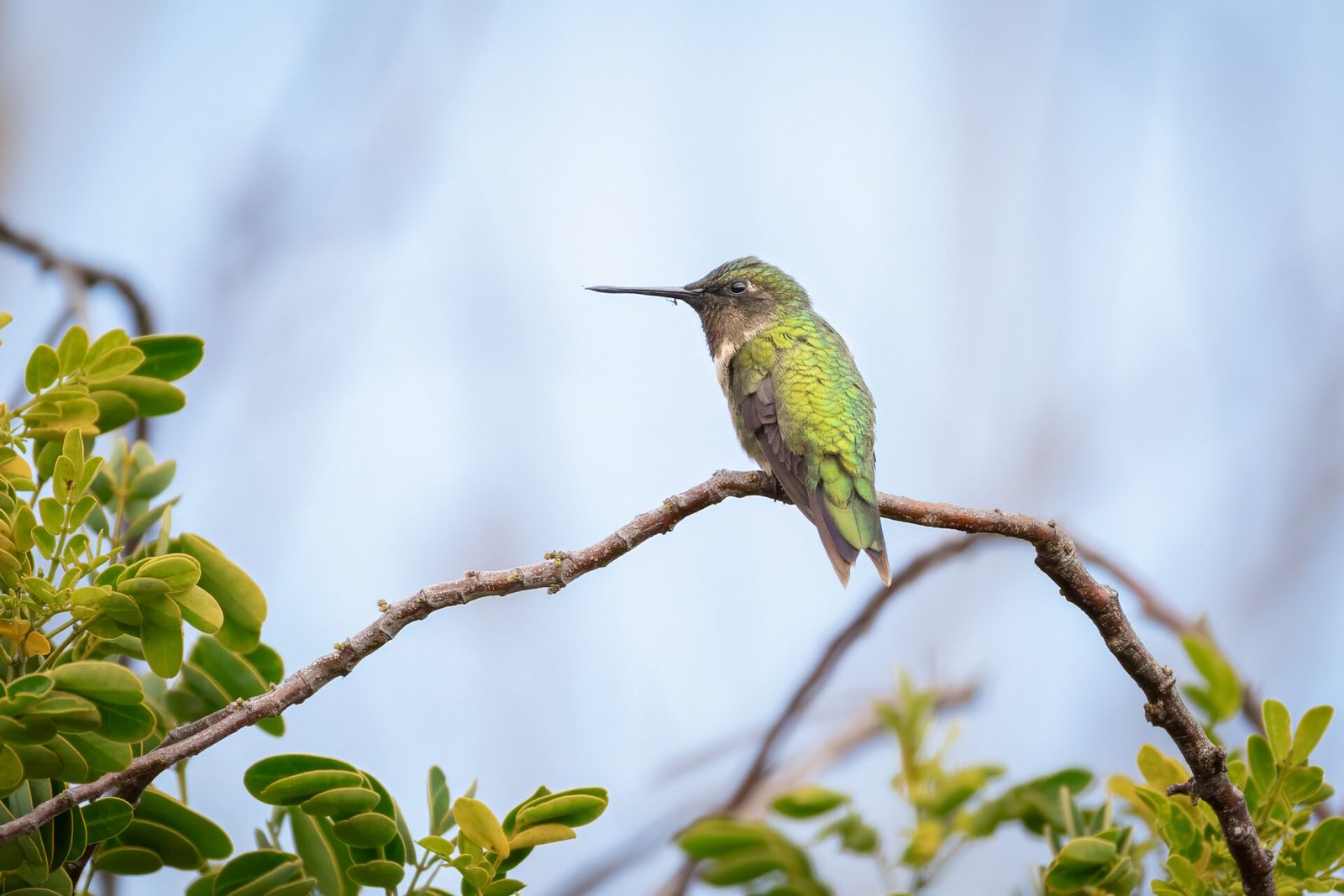 Male Ruby Throated Hummingbird Perched On Branch Looking Back