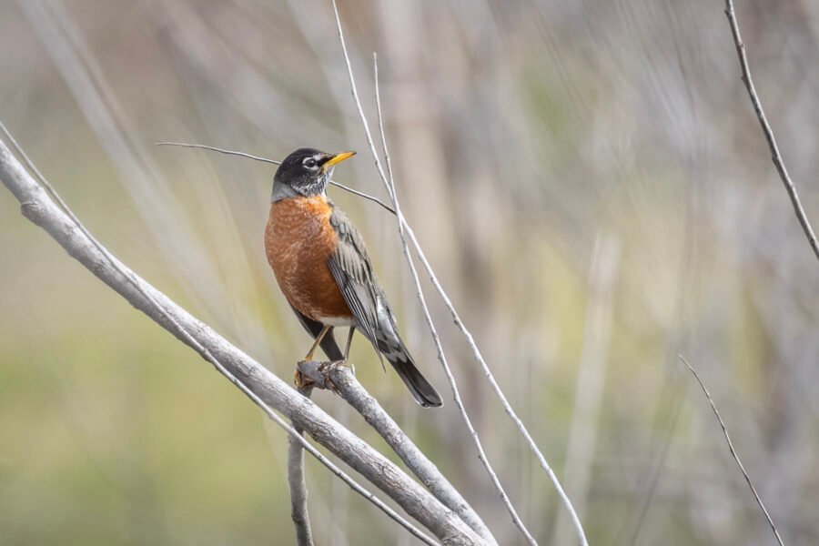 Robin Perched On Branch In Sun