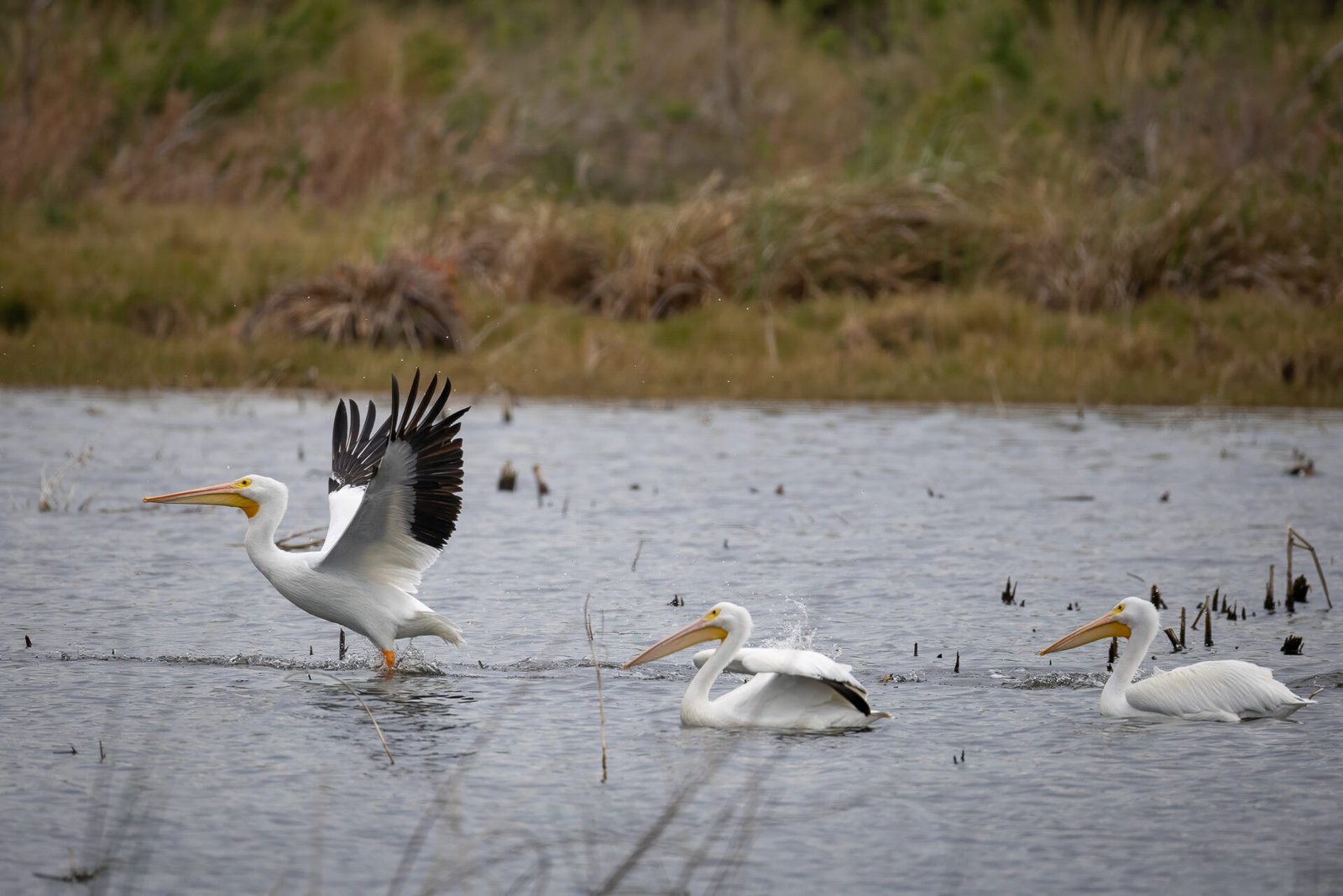 White Pelican Flies Off From Group