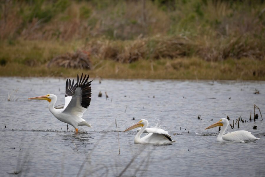 White Pelican Flies Off From Group