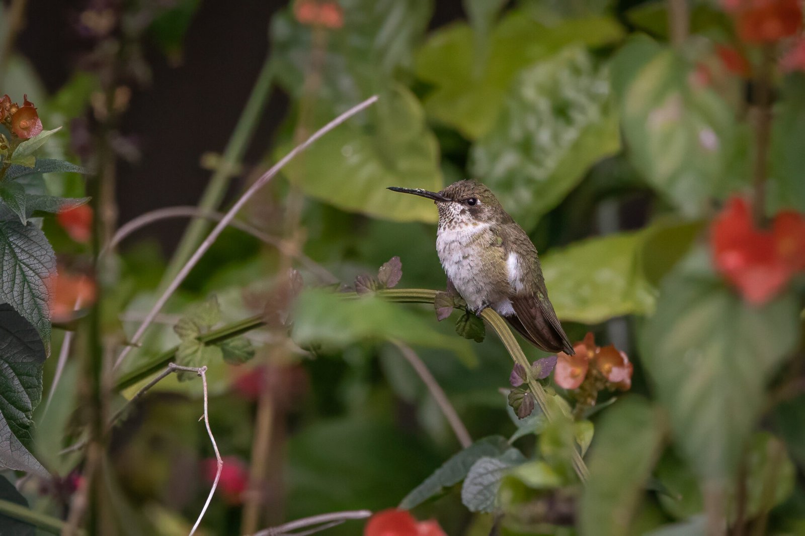 Black Chinned Hummingbird Perched In Shrub With Red Flowers
