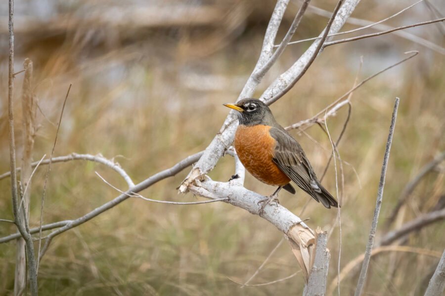 Robin Rests On Broken Limb
