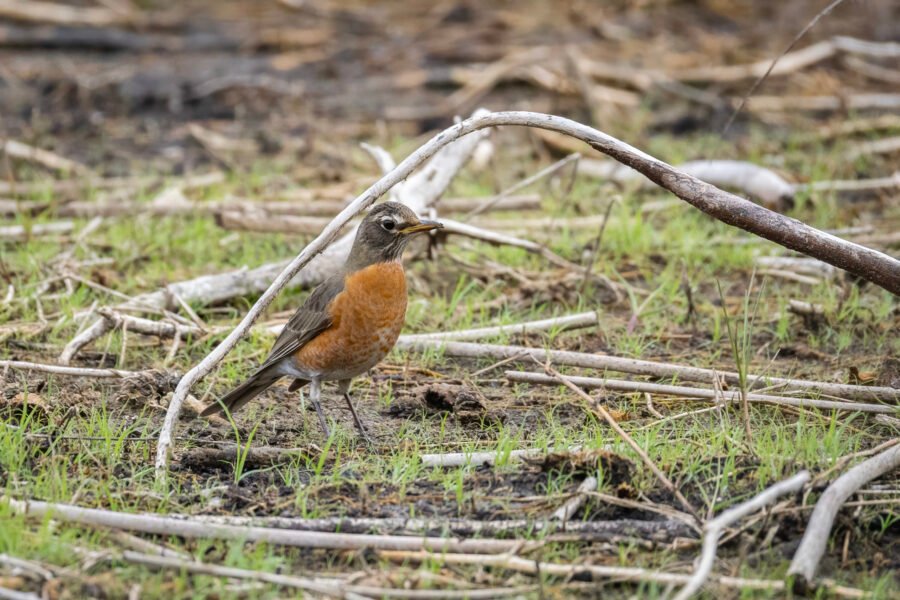 Robin Searching For Worms In Muddy Grass