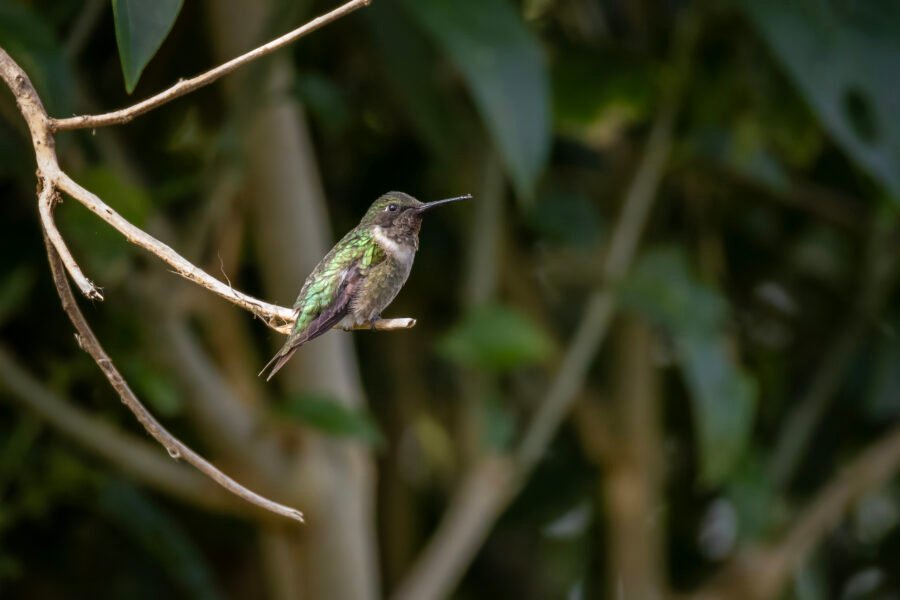 Ruby Throated Hummingbird Male Rests After Feeding