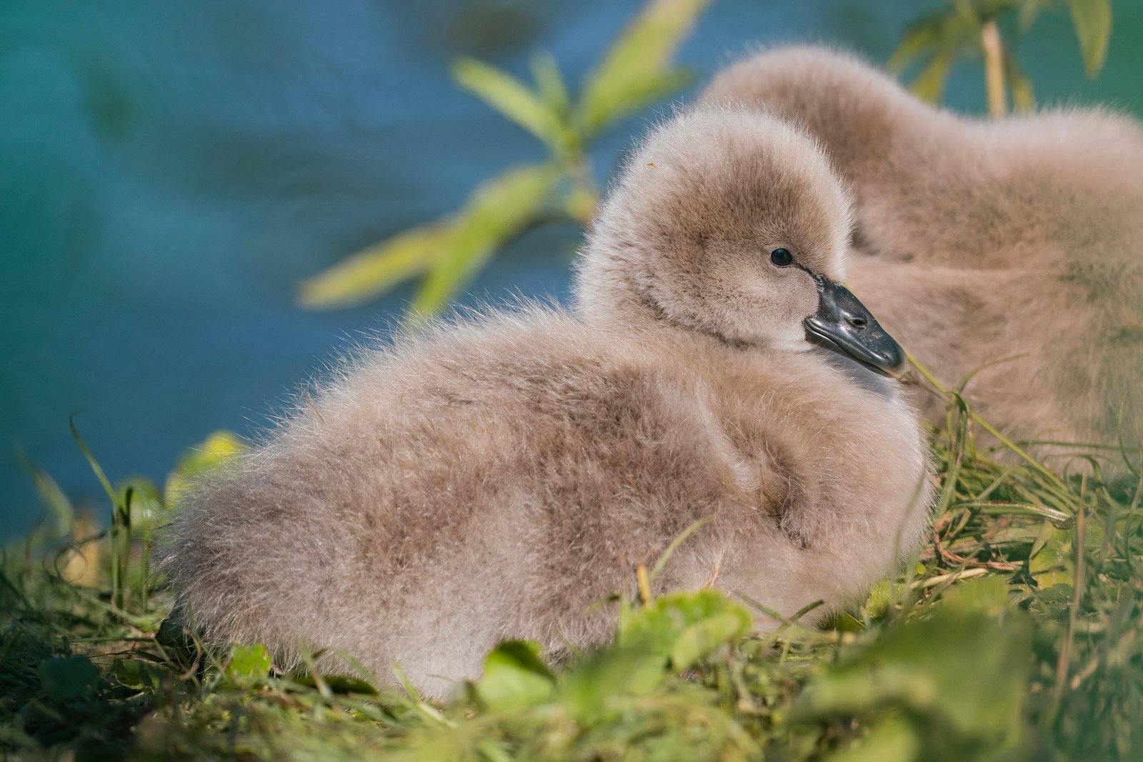 Black Swan Cygnets Resting