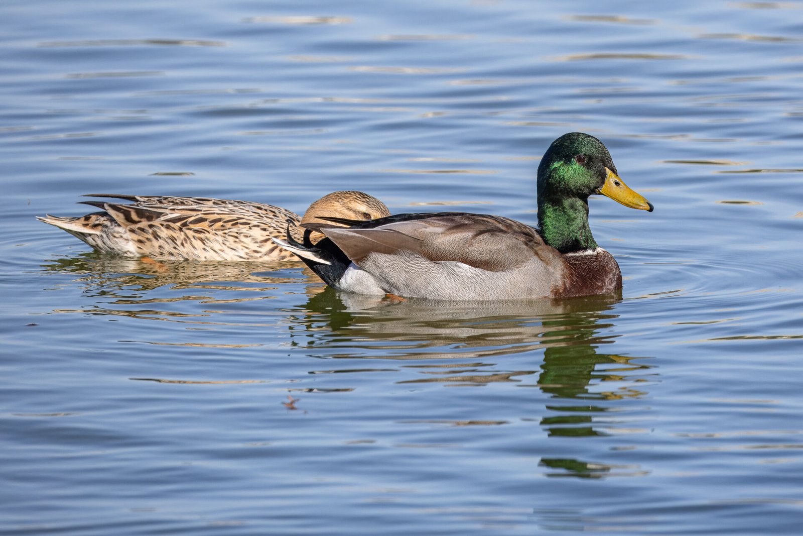 Male And Female Mallard Swimming Past