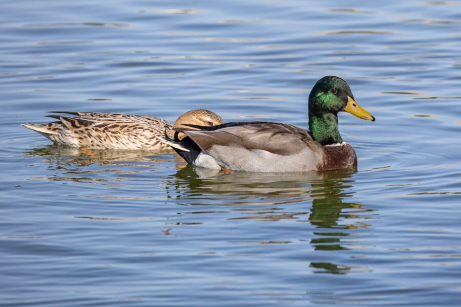 Male And Female Mallard Swimming Past