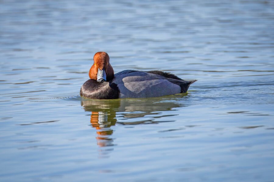 Male Redhead Duck Looking Back