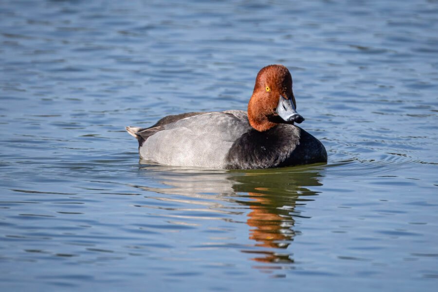 Male Redhead Duck Swimming Toward Shore