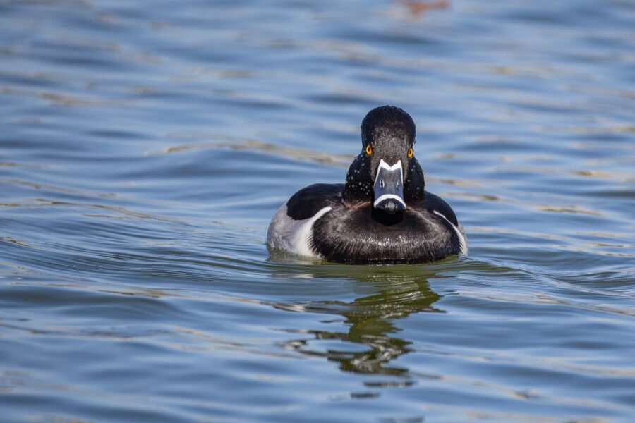 Male Ringed Neck Duck Swimming Toward Shore