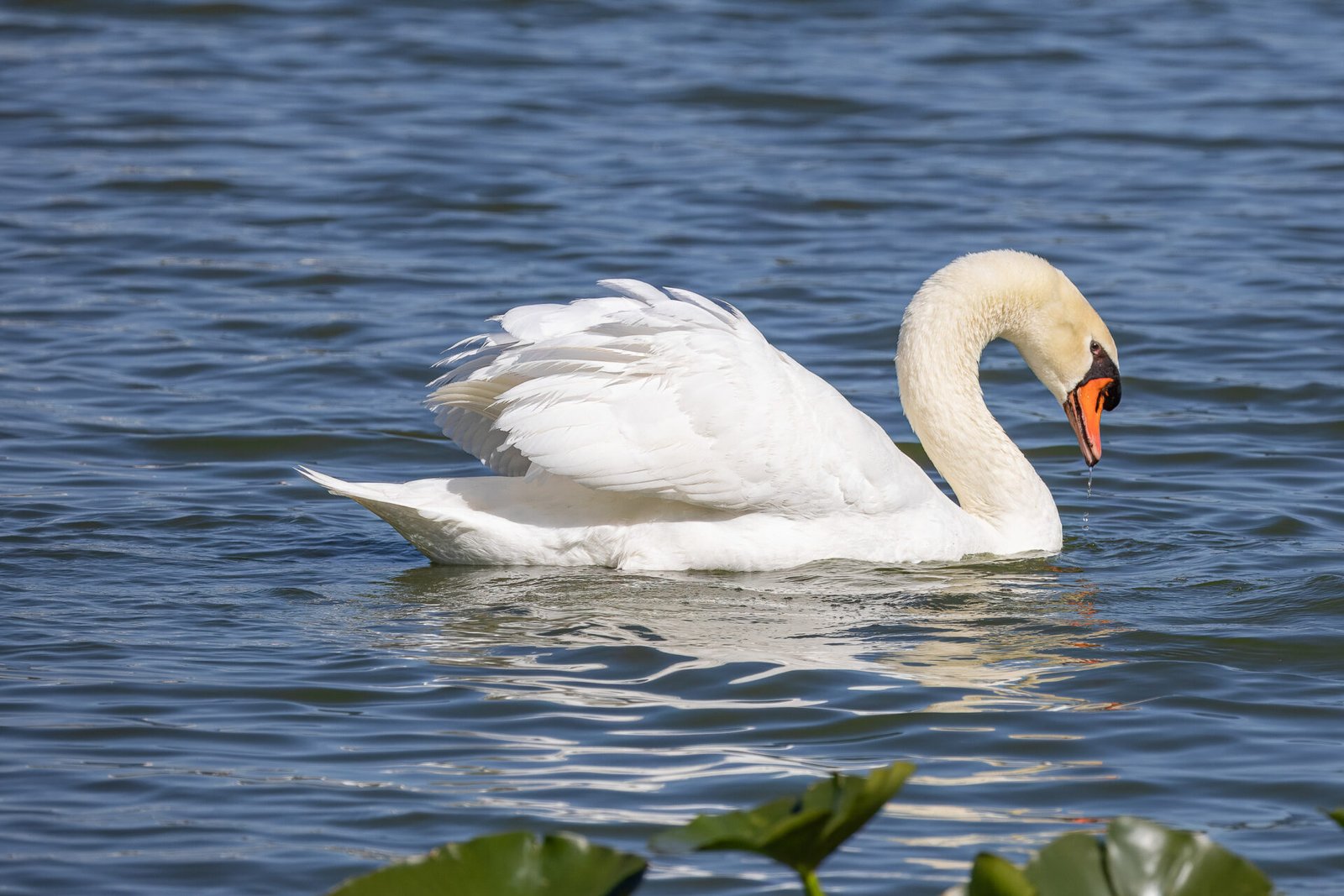 Mute Swan Swimming Across Lake