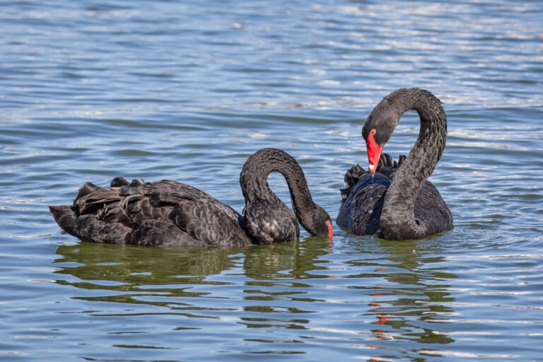 Pair Of Black Swans Playing In Water