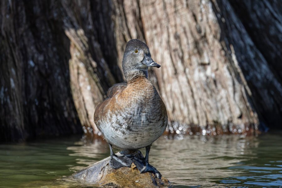 Ring Necked Duck Female Resting On Cypress Stump