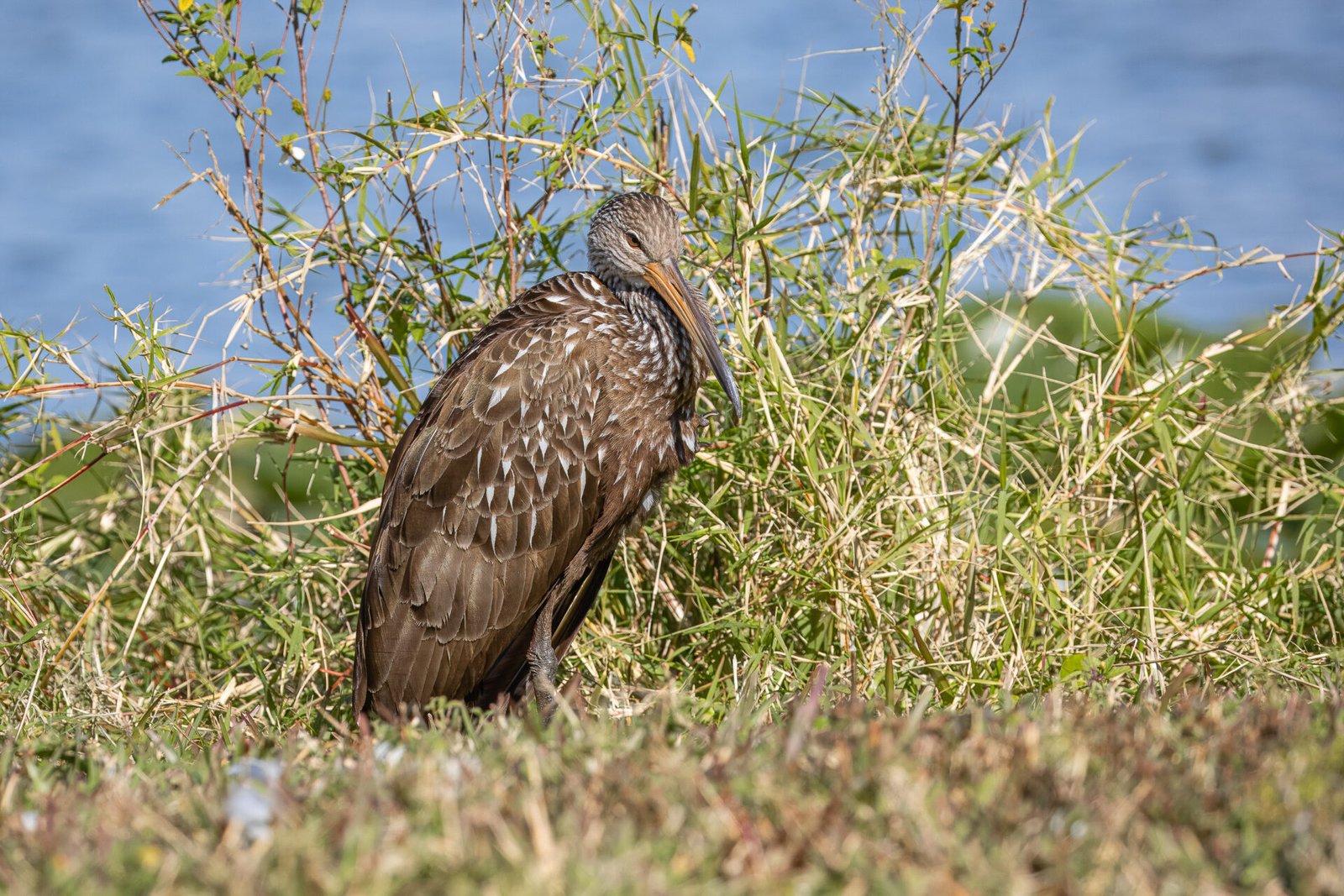 Limpkin Resting In Sun Next To Lake