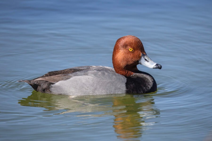 Male Redhead Duck Resting On Lake