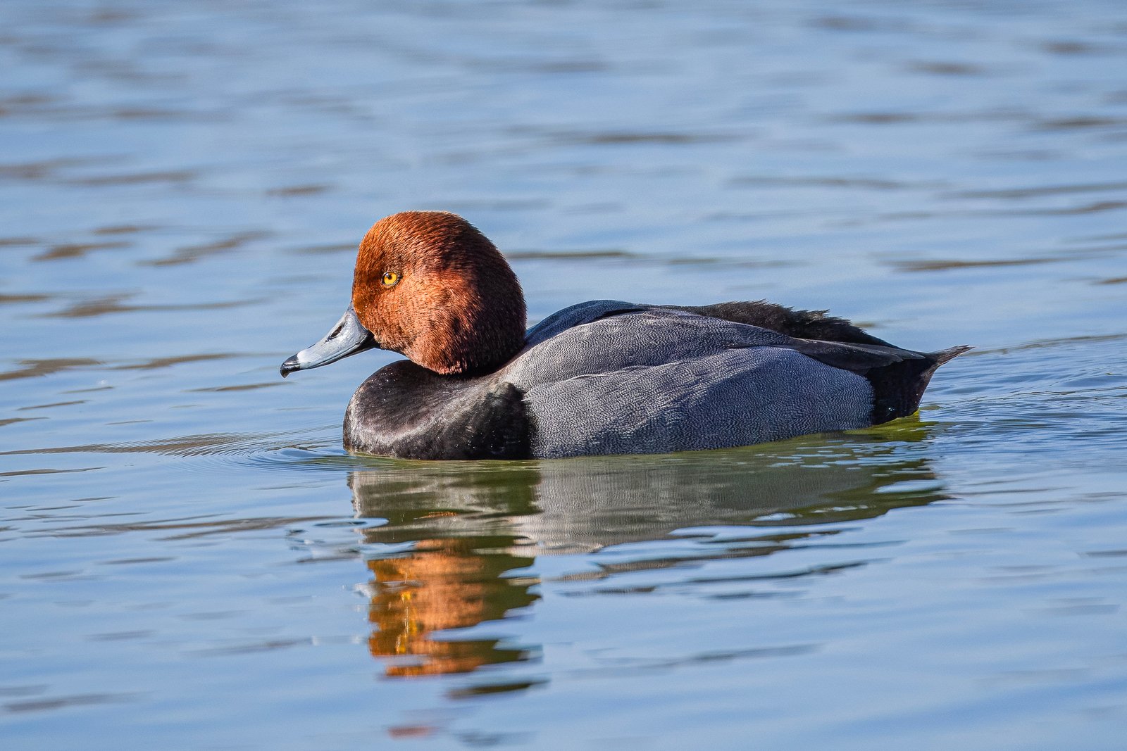 Male Redhead Duck Slowly Swimming Past