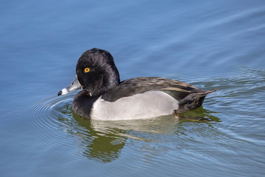 Male Ring Necked Duck Swimming By To Left