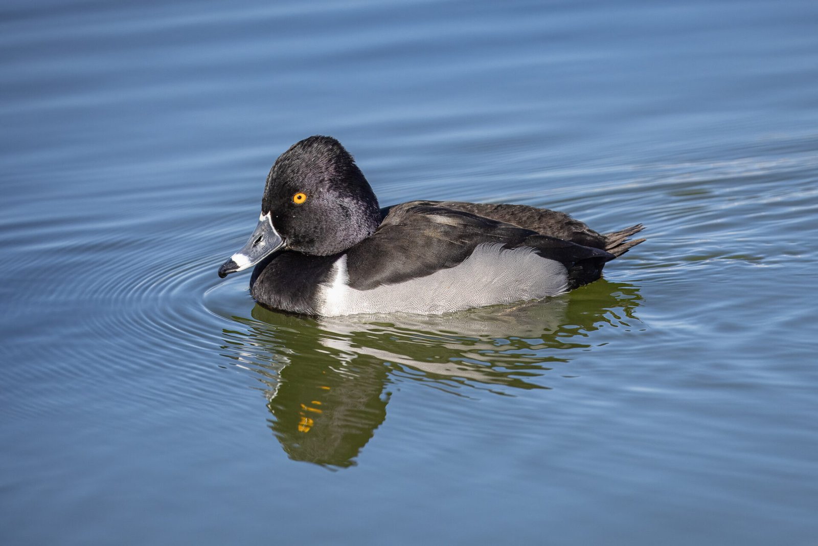 Male Ringed Neck Duck Slowly Swimming Past