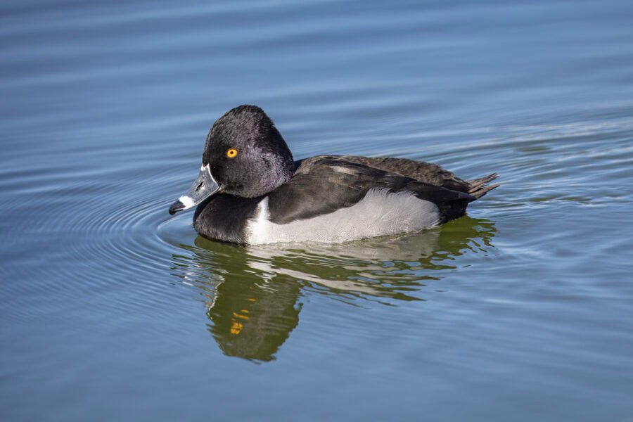 Male Ringed Neck Duck Slowly Swimming Past